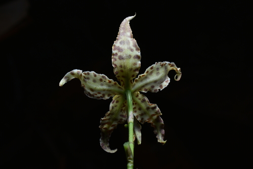 Oncidium praestanoides, photograph 5