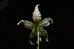 (c) Jhon A. Yuca-Palomino, some rights reserved (CC BY) Oncidium praestanoides, photograph (c) Jhon A. Yuca-Palomino, some rights reserved (CC BY)
