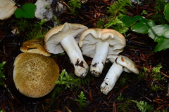 Tricholoma apium