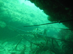 Panulirus inflatus