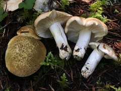 Tricholoma apium
