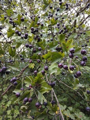 Crataegus pentagyna