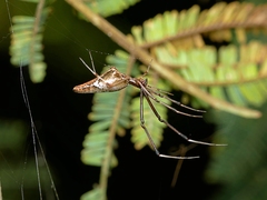 Argyrodes fissifrons