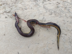 Adelphicos nigrilatum