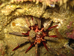 Eucidaris thouarsii