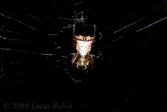 Micrathena furva