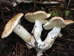 Tricholoma apium