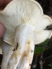 Tricholoma apium