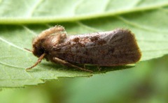 Acrolophus popeanella