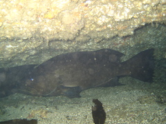 Mycteroperca xenarcha