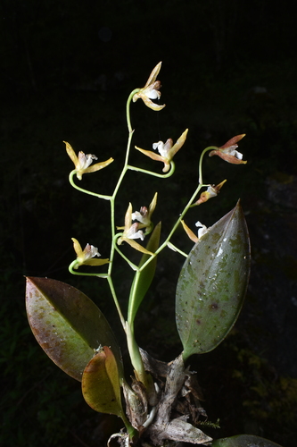 Comparettia vallyana Collantes & G.Gerlach 2