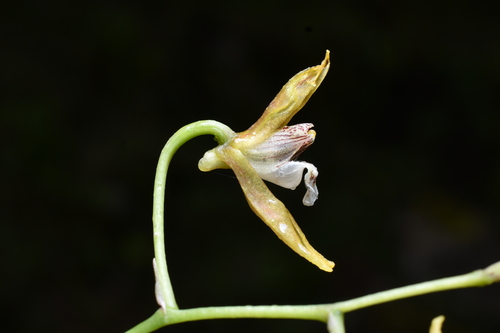 Comparettia vallyana Collantes & G.Gerlach