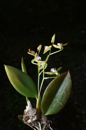 Comparettia vallyana Collantes & G.Gerlach 3