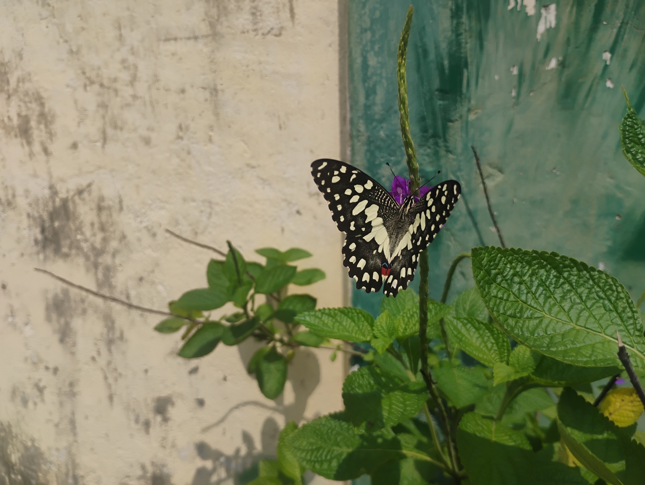 Lime Swallowtail