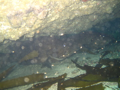 Mycteroperca xenarcha