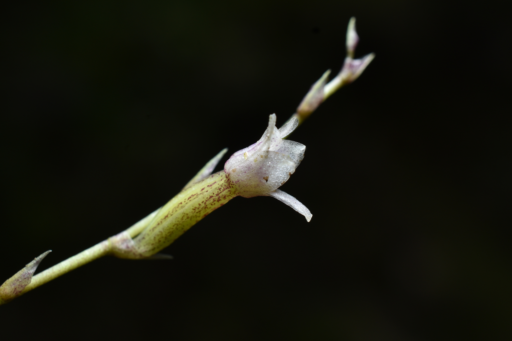Cyrtochilum schildhaueri (Königer) Dalström