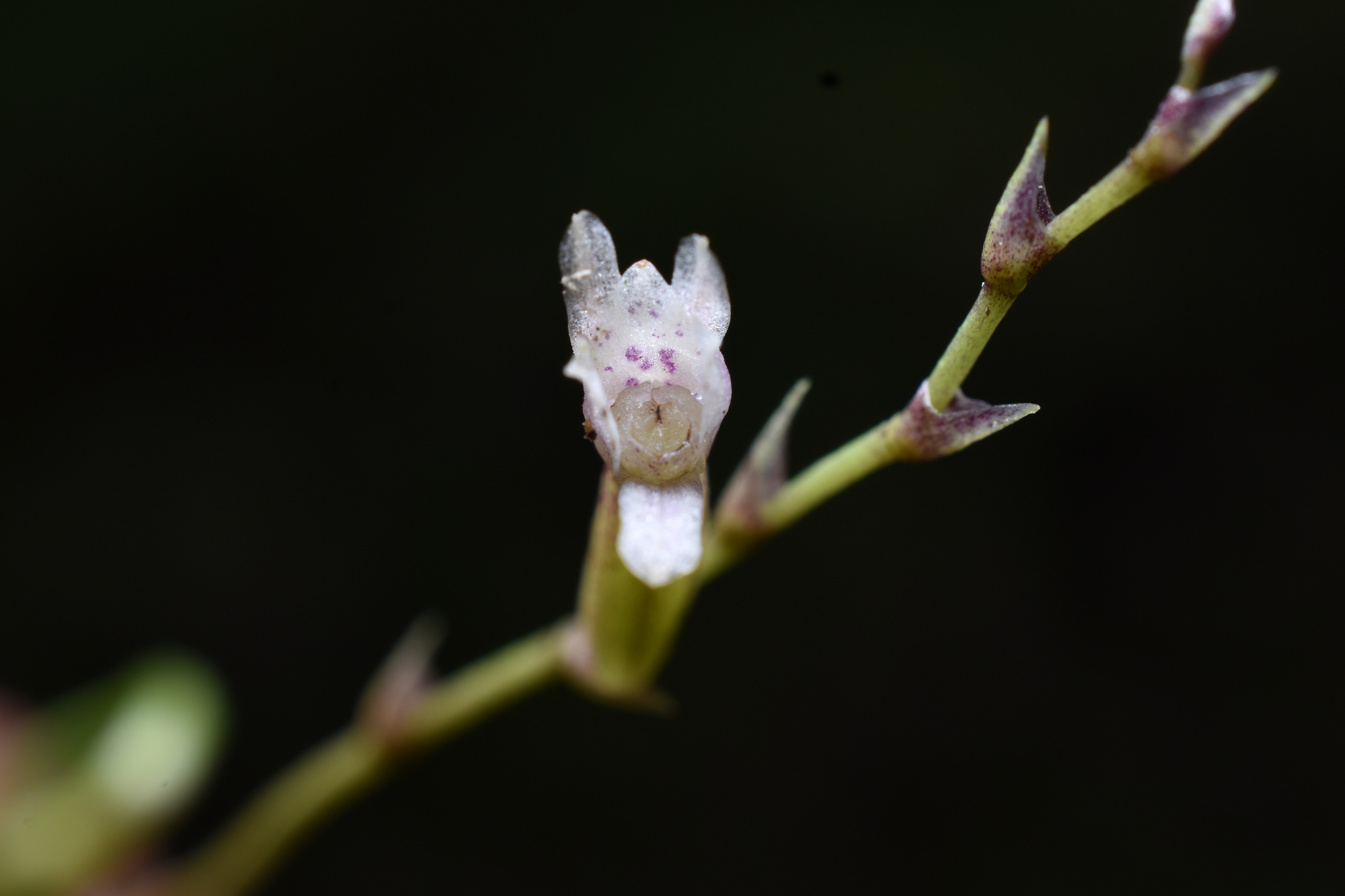 Cyrtochilum schildhaueri (Königer) Dalström 3