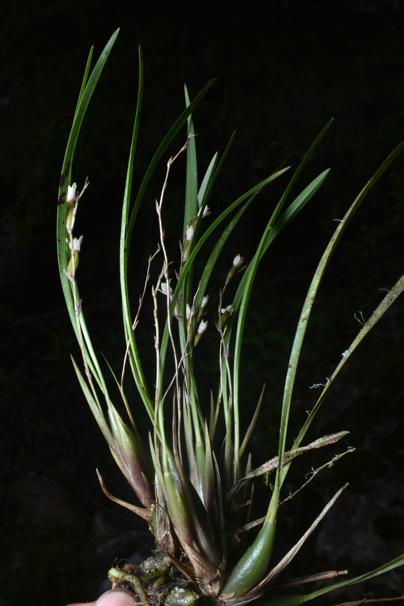 Cyrtochilum schildhaueri (Königer) Dalström 2