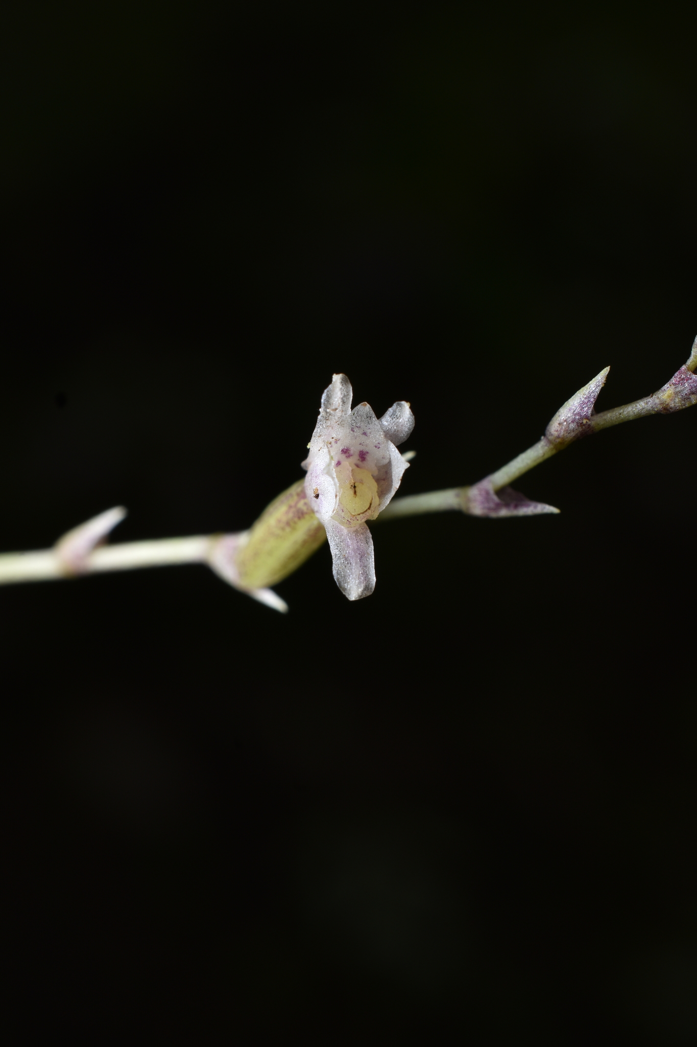 Cyrtochilum schildhaueri (Königer) Dalström 4
