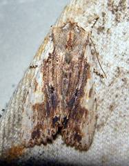 Lithophane petulca