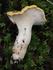 Cantharellus cascadensis