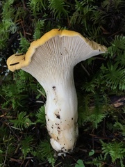 Cantharellus cascadensis