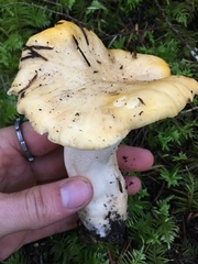 Cantharellus cascadensis