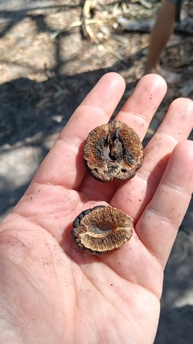 Terminalia cunninghamii (Terminalia cunninghamii)