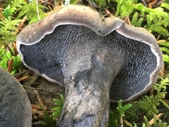 Hydnellum fuscoindicum