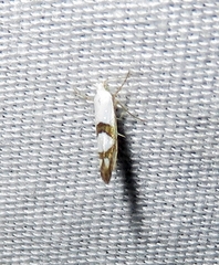 Argyresthia oreasella