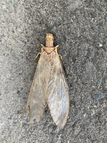 Protohermes grandis