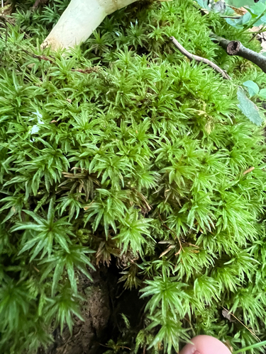Atrichum altecristatum observed 2025-07-17