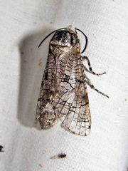Prionoxystus macmurtrei
