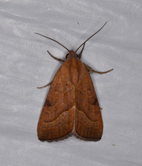 Galgula