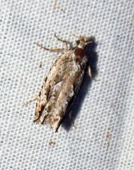 Eucosma olivaceana
