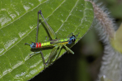 Eumastax salazari