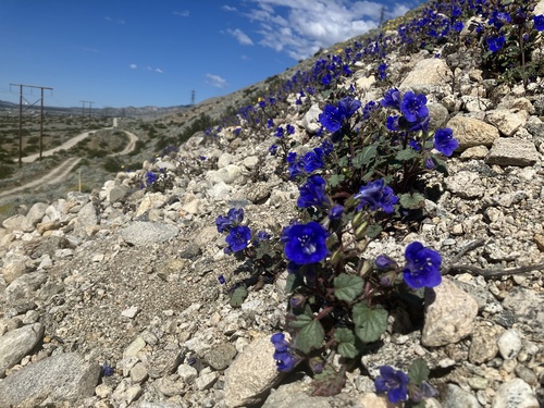 Phacelia campanularia