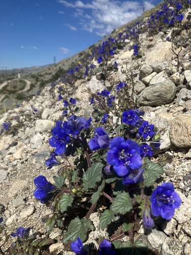 Phacelia campanularia
