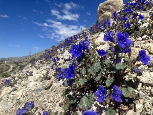 Phacelia campanularia