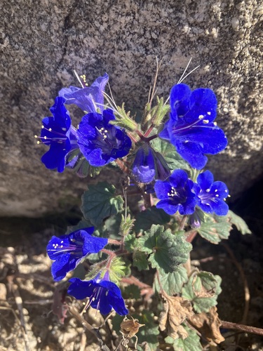 Phacelia campanularia