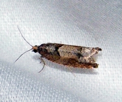 Pseudexentera spoliana