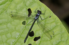 Teinopodagrion