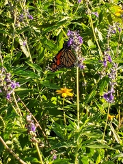 Danaus plexippus
