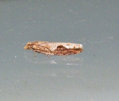 Pseudexentera costomaculana