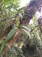 Epidendrum clowesii