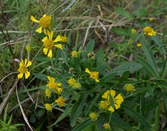 Helenium autumnale