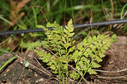 Asplenium austrochinense iNat (3)