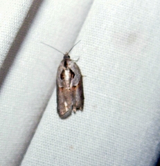 Acleris maculidorsana