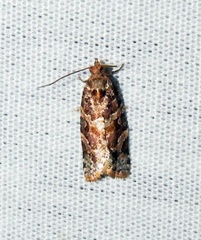 Argyrotaenia floridana