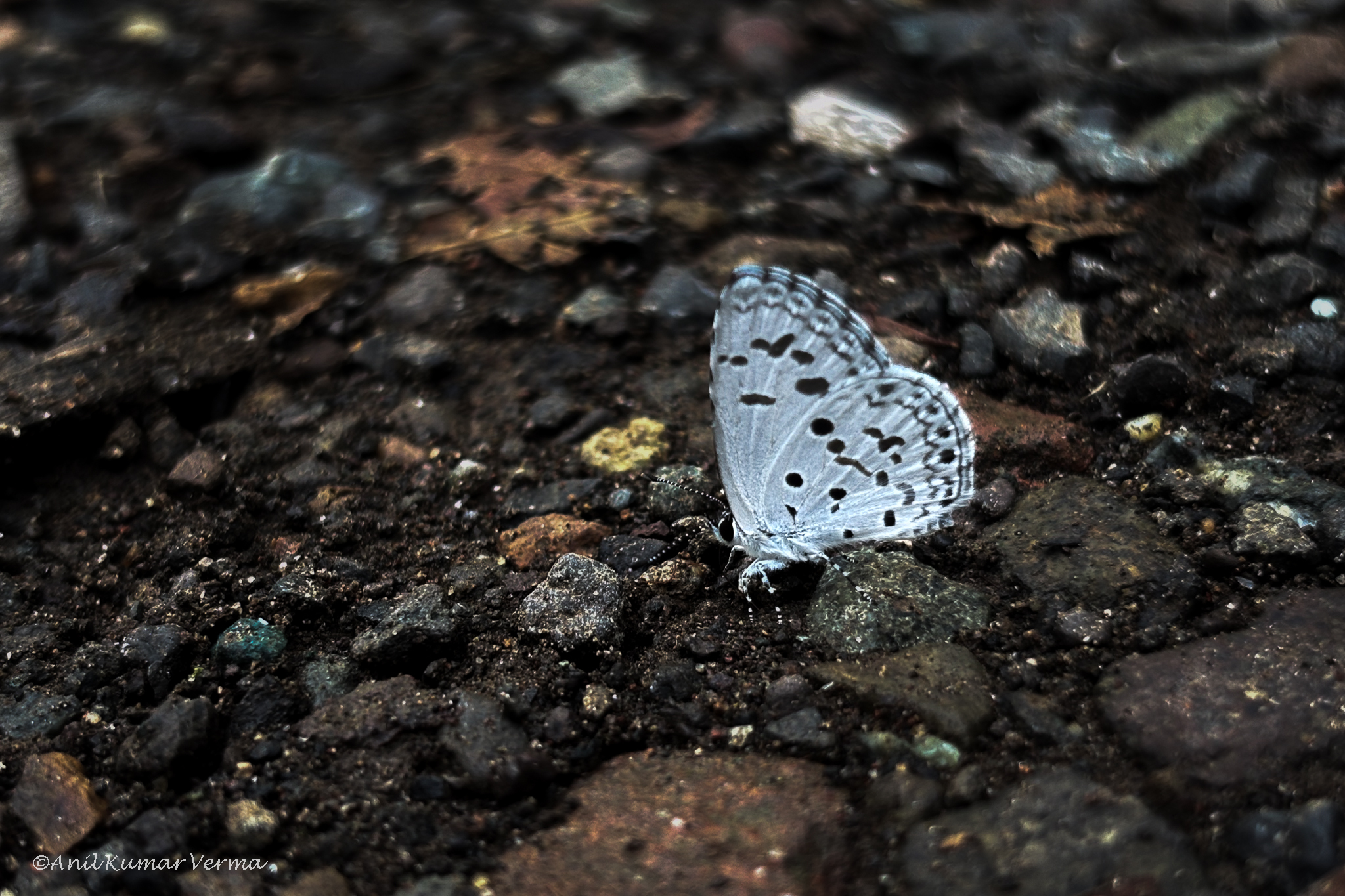 Common Hedge Blue